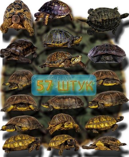 Png Клипарты - Красивые черепахи