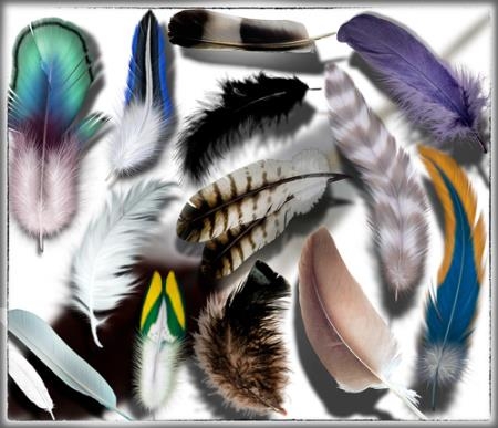 Клипарты для фотошопа на прозрачном фоне - Красивые перья